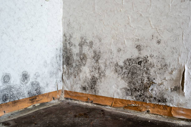 Trusted Lakeland, NY Water damage restoration Experts